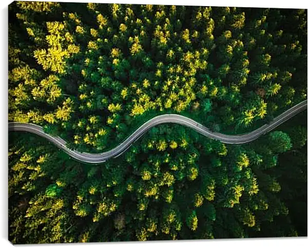 Постер на подрамнике - Изогнутая дорога в лесу