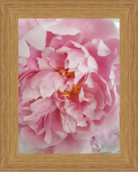 Картина в раме - Пион розовый