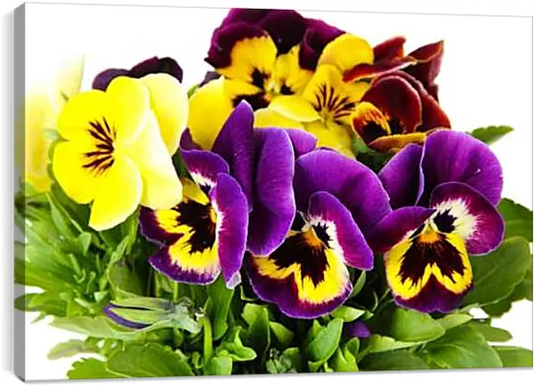 Постер на подрамнике - Анютины глазки фиолетовые и желтые