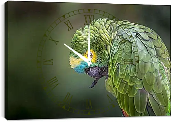 Часы картина - Зелёный попугай чистит лаппку
