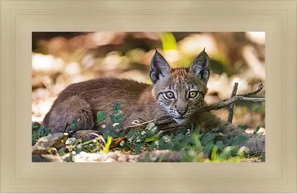 Картина в раме - Рысь