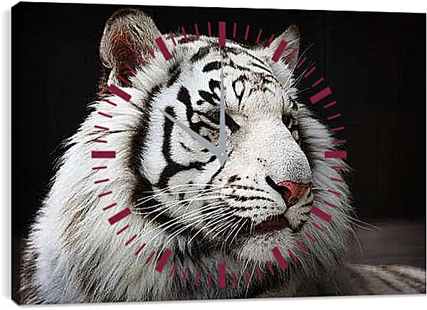 Часы картина - Белый тигр