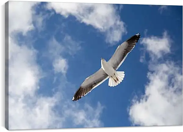 Постер на подрамнике - Чайка