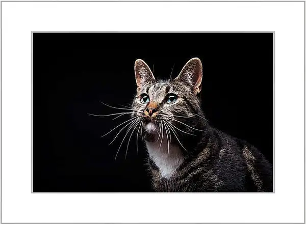 Картина в раме - Портрет кота на черном фоне