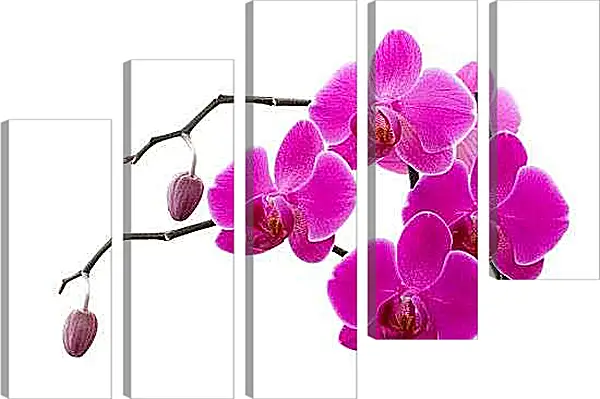 Модульная картина - Орхидеи