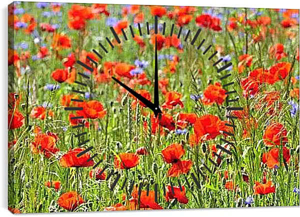 Часы картина - Маки полевые