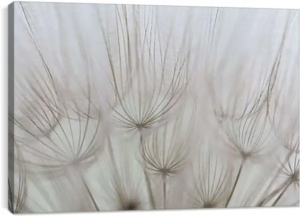 Постер на подрамнике - Одуванчики