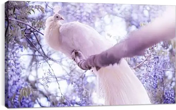 Постер на подрамнике - Белый павлин