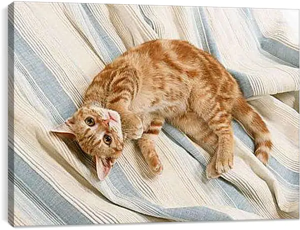 Постер на подрамнике - Рыжий кот