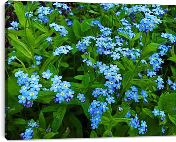 Постер на подрамнике - Незабудки