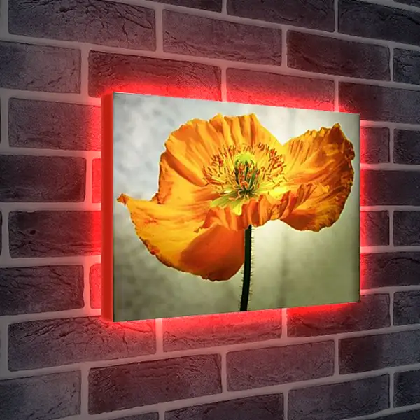 Лайтбокс световая панель - ЖелтыЙ мак