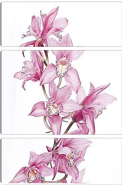 Модульная картина - Орхидеи