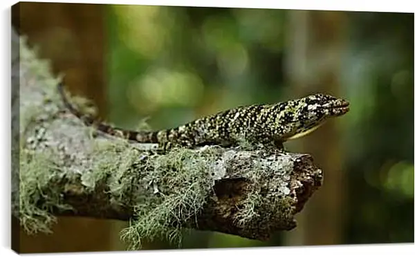 Постер на подрамнике - Рептилии