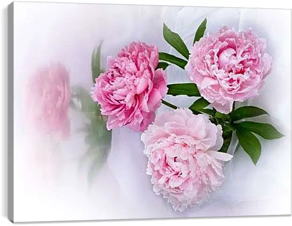 Постер на подрамнике - Пионы