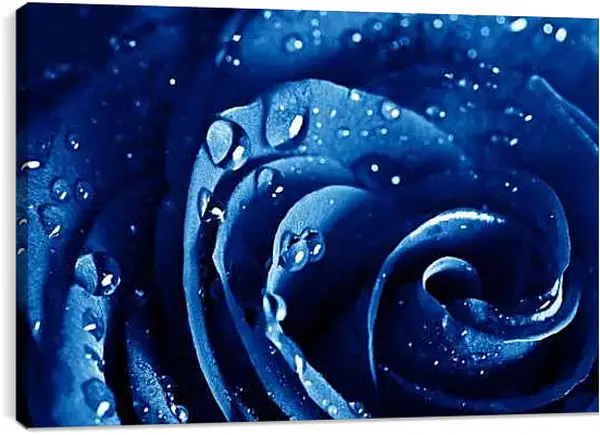 Постер на подрамнике - Капли на розе