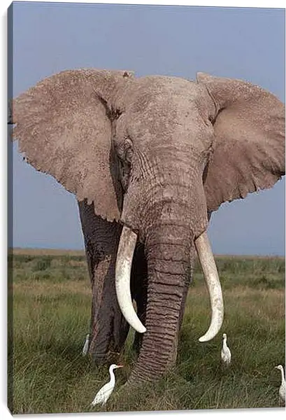 Постер на подрамнике - Слон