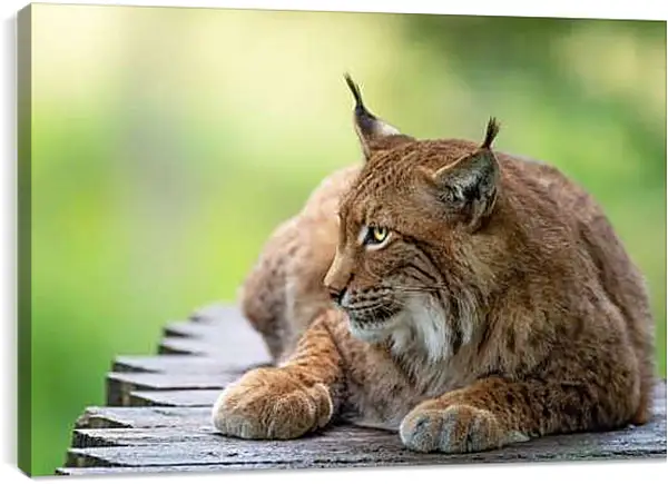 Постер на подрамнике - Рысь