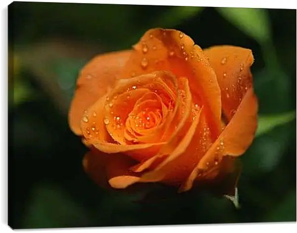 Постер на подрамнике - Оранжевая роза