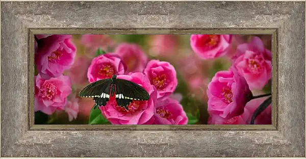Картина в раме - Красивая бабочка