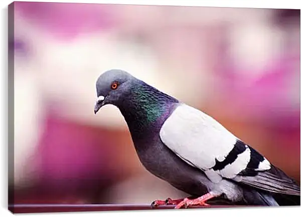 Постер на подрамнике - Голубь