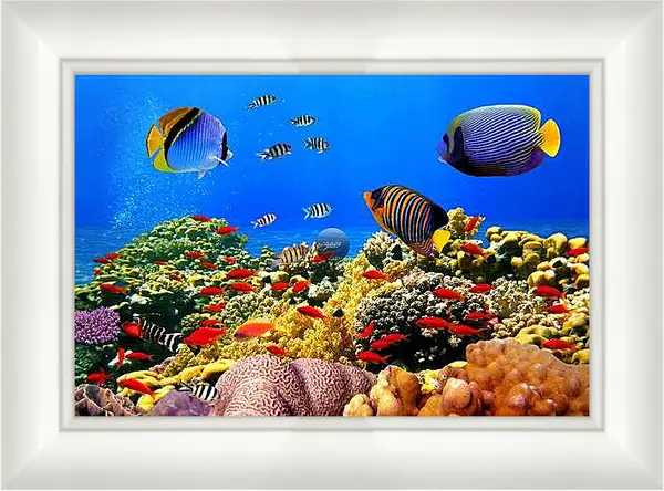 Картина в раме - Рыбы