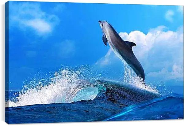 Постер на подрамнике - Дельфин