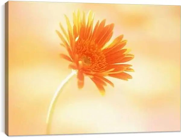 Постер на подрамнике - Хризантема