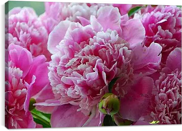 Постер на подрамнике - Пушистый пион