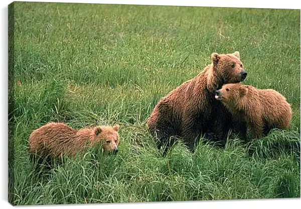 Постер на подрамнике - Медведи