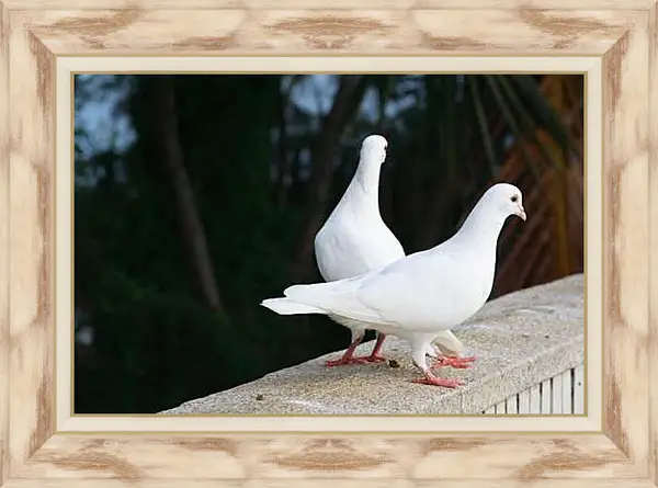 Картина в раме - Голуби