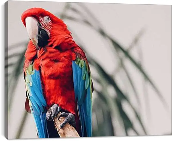 Постер на подрамнике - Попугай тропический