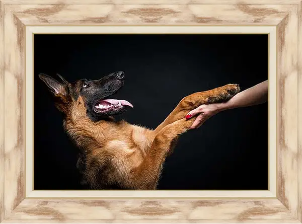 Картина в раме - Портрет собаки на черном фоне в студии