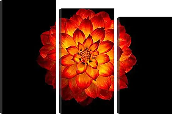 Модульная картина - Георгин на черном фоне