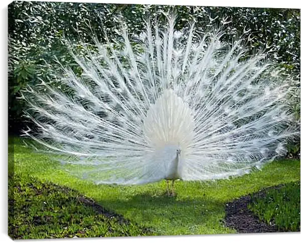 Постер на подрамнике - Белый павлин с распущенным хвостом