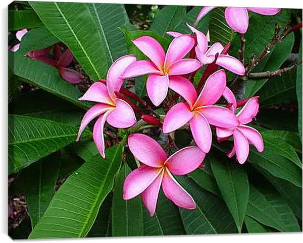 Постер на подрамнике - Плюмерия