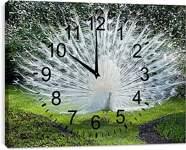 Часы картина - Белый павлин с распущенным хвостом