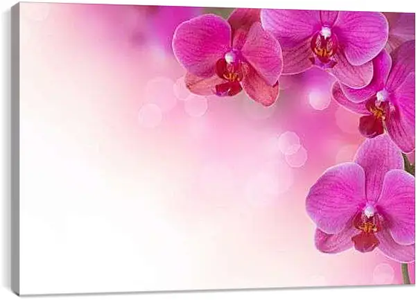 Постер на подрамнике - Розовые орхидеи
