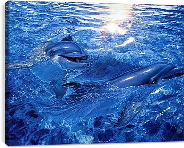 Постер на подрамнике - дельфины