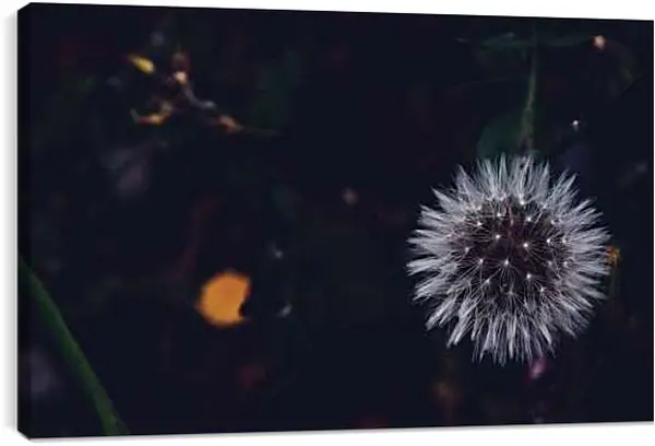 Постер на подрамнике - Одуванчик на чёрном фоне