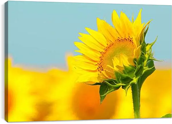 Постер на подрамнике - Маленикй подсолнух