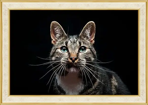 Картина в раме - Кошка