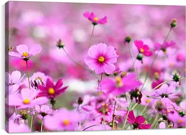 Постер на подрамнике - Розовая космея