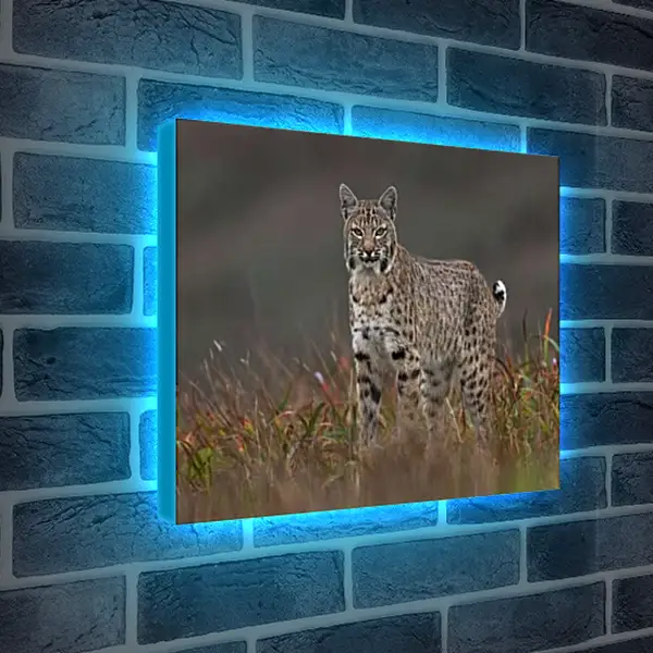 Лайтбокс световая панель - Рысь