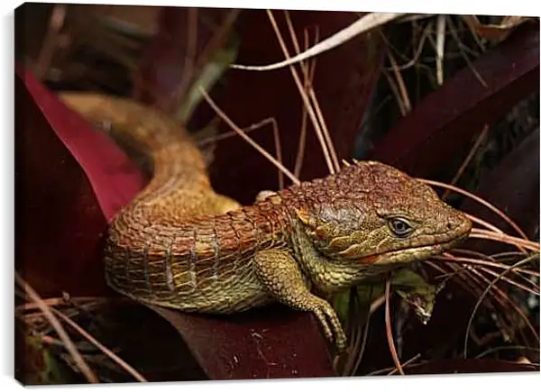 Постер на подрамнике - Рептилии