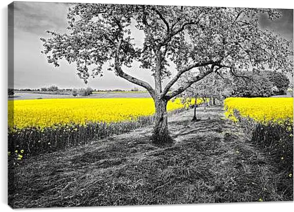 Постер на подрамнике - Поле жёлтых цветов