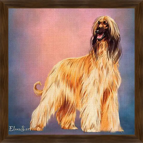 Картина в раме - Afghan hound 5
