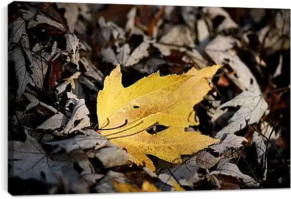 Постер на подрамнике - Осень