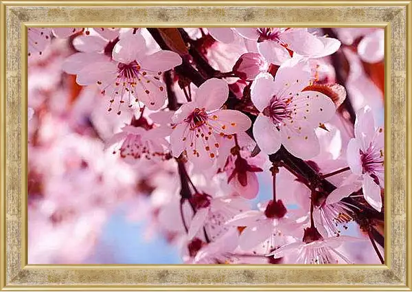 Картина в раме - Вишня весной