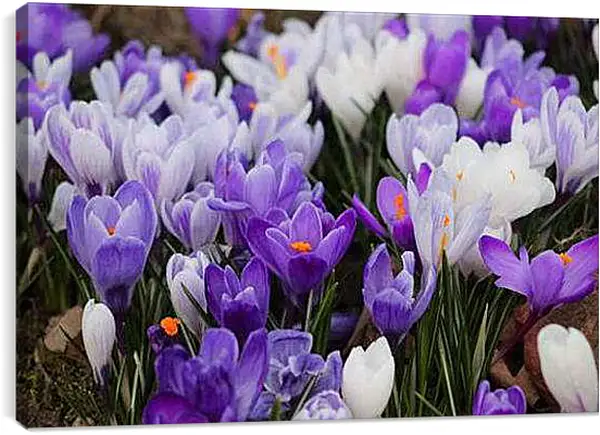 Постер на подрамнике - Крокусы
