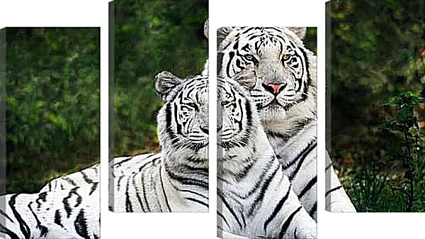 Модульная картина - Белые тигры. Природа. Животные
